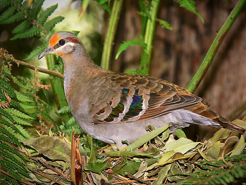 Brush bronzewing